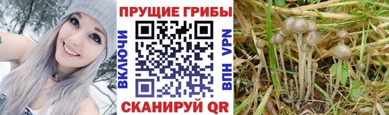 Псилоцибиновые грибы прущие грибы  Прохладный 